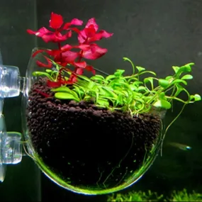 Aquatic Plant Nursery Pot & Cultivation Cup - Aquatic Fish Tank Plant Pot Suction Cup