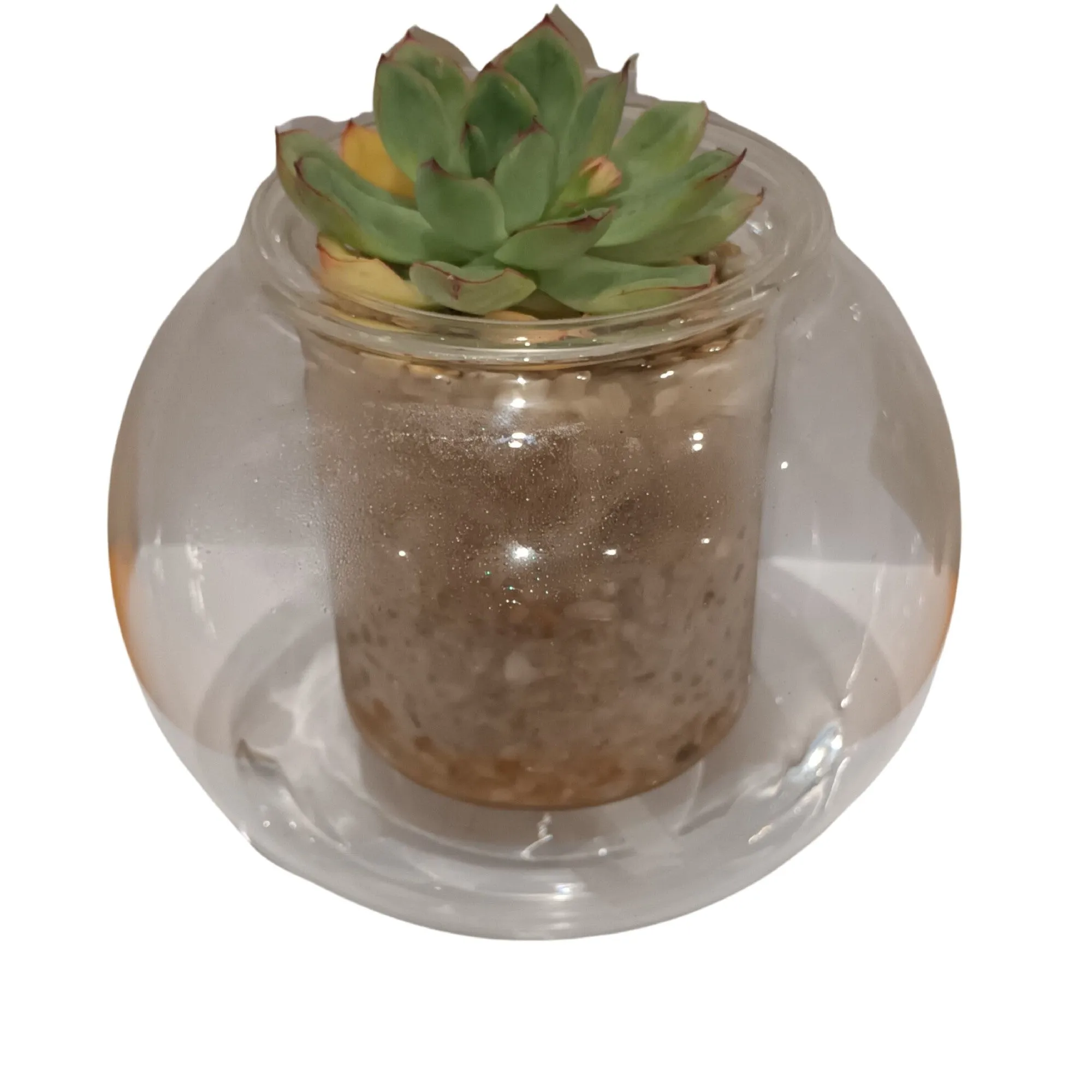 Cup O Flora Self Watering Glass Pot With Indoor Plant