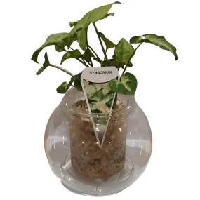 Cup O Flora Self Watering Glass Pot With Indoor Plant